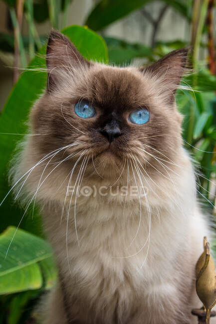 Porträt einer Himalaya-Katze, Indonesien — Stockfoto