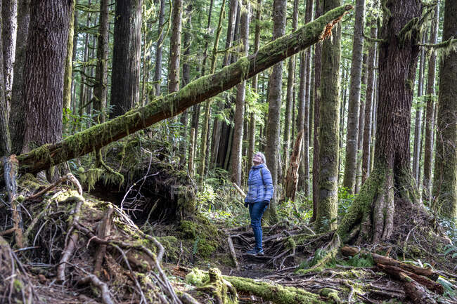 Woman looking up at tall trees in forest, Avatar Grove, Vancouver Island, British Columbia, Canada — Stock Photo