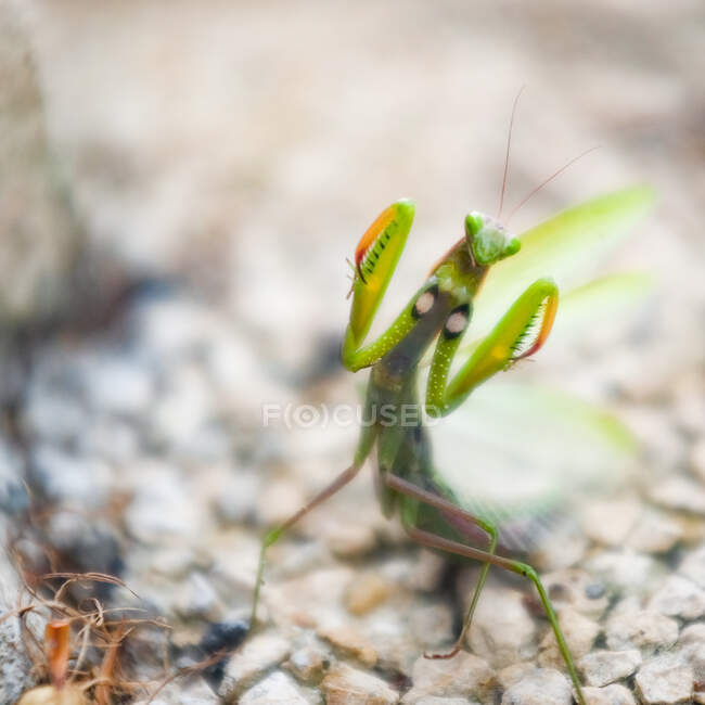 Close-up of a mantis, France — Stock Photo