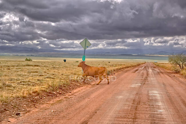 Cow crossing Perkinsville Road, Chino Valley, Arizona, Estados Unidos da América — Fotografia de Stock