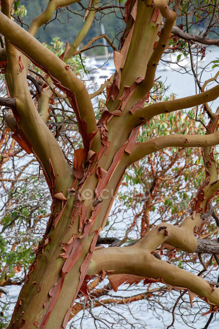 Кора сдирает кору с дерева Арбутус, Канада — стоковое фото