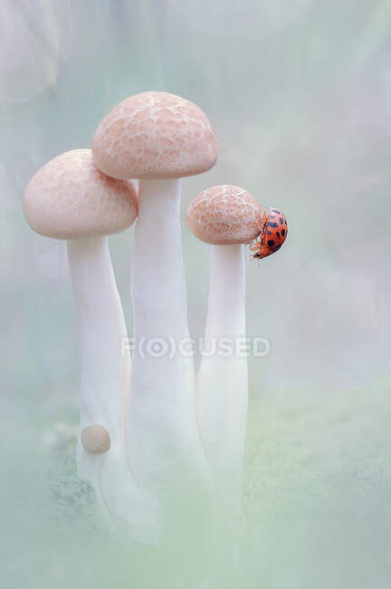 Primo piano di una coccinella sui funghi selvatici che crescono nella foresta, Indonesia — Foto stock