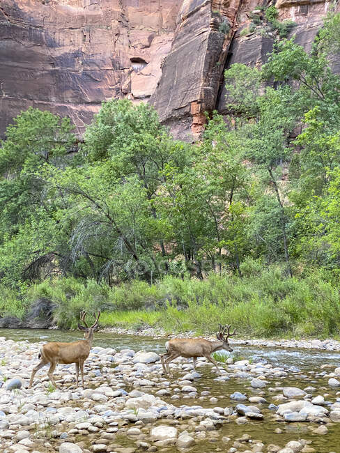 Dois veados atravessando um rio, Zion National Park, Utah, EUA — Fotografia de Stock