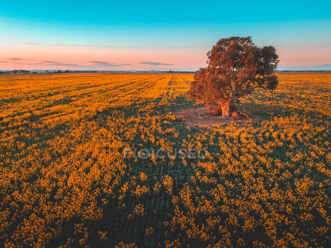 Canola fields, Little River near Melbourne, Victoria, Australia - foto de stock