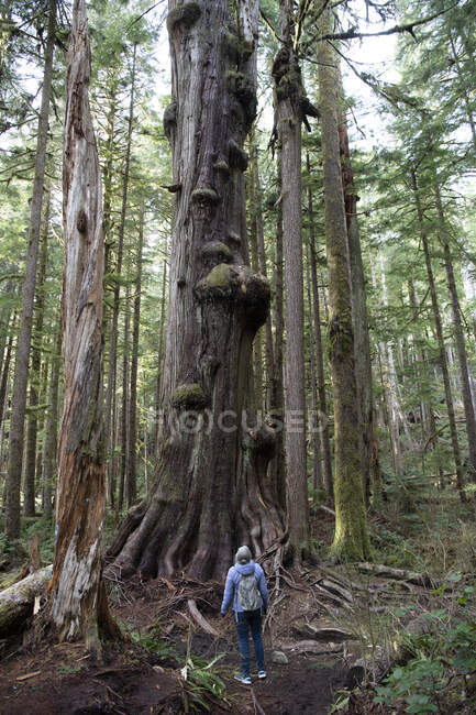Visão traseira de uma mulher em pé na floresta olhando para uma árvore alta, Avatar Grove, Vancouver Island, British Columbia, Canadá — Fotografia de Stock