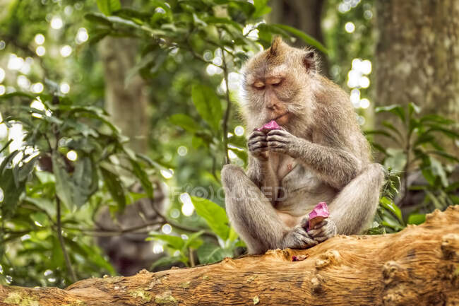Un mono de cola larga balinés sentado en un árbol comiendo, Ubud, Bali, Indonesia - foto de stock