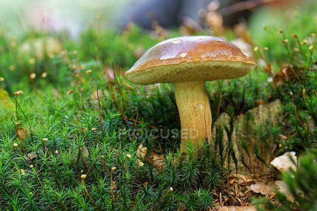 Close-up de um cogumelo crescendo na floresta, Frísia Oriental, Baixa Saxônia, Alemanha — Fotografia de Stock