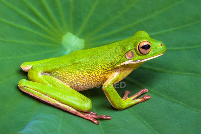 Деревна жаба сидить на листі (Індонезія). — стокове фото