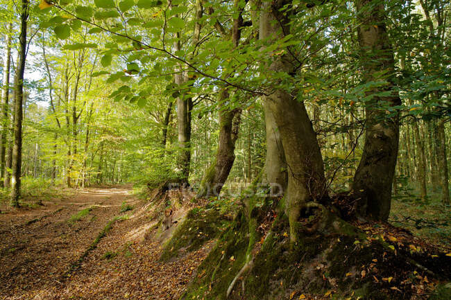 Forest, Stiekelkamp, East Frisia, Нижняя Саксония, Германия — стоковое фото