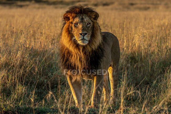 Retrato de um leão, Masai Mara, Quênia — Fotografia de Stock