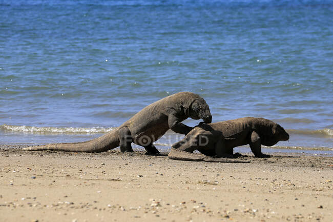 Zwei Komodo-Drachen am Strand, Insel Komodo, East Nusa Tenggara, Indonesien — Stockfoto