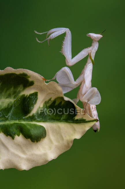 Orchid mantis on a leaf, Indonesia — Stock Photo