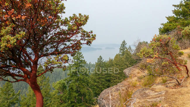 Alberi di Manzanita, Isola di Galiano, Columbia Britannica, Canada — Foto stock