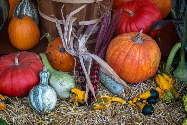 Decoraciones de calabaza, calabaza y mazorca de maíz de otoño - foto de stock