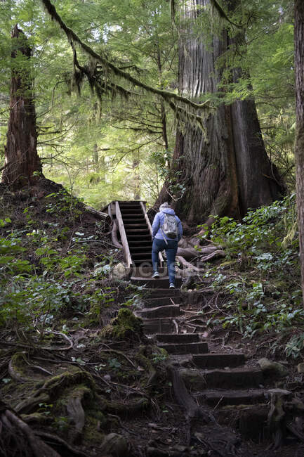 Rückansicht einer Frau, die im Wald Treppen hinaufgeht, Avatar Grove, Vancouver Island, British Columbia, Kanada — Stockfoto