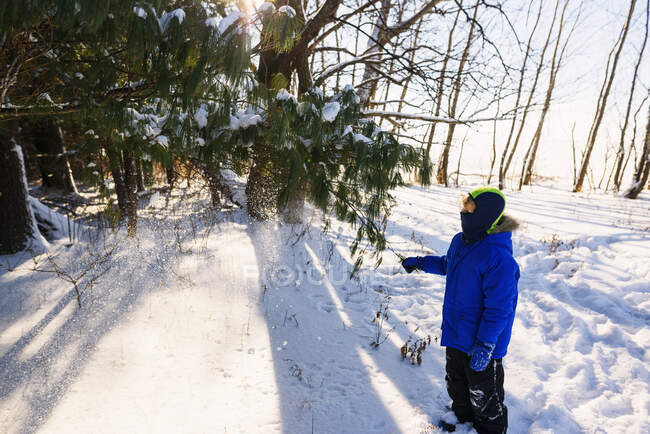 Boy standing outdoors shaking the snow off a tree branch, États-Unis — Photo de stock
