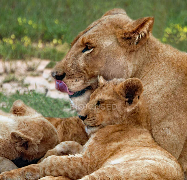 Lionne avec ses petits, Botswana — Photo de stock