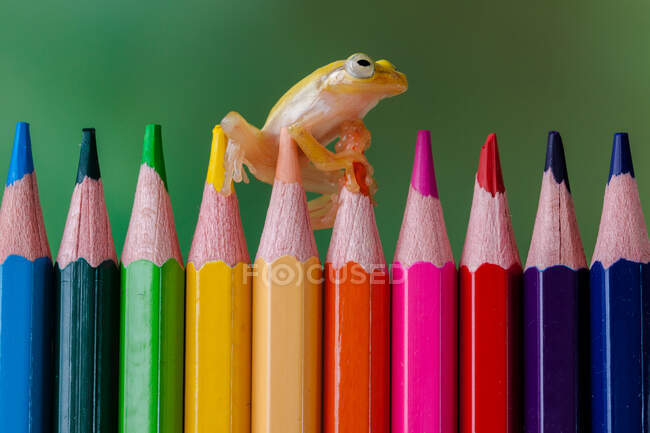 Миниатюрная стеклянная лягушка на ряду разноцветных карандашей — стоковое фото