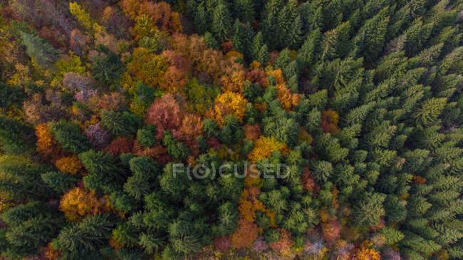 Vista aérea de un bosque en caída, Trebevic, Sarajevo, Bosnia y Herzegovina - foto de stock