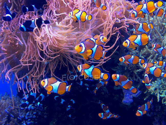 Peces payaso nadando en un arrecife de coral, EE.UU. - foto de stock