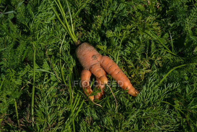 Divertido en forma de zanahoria recién recogida - foto de stock