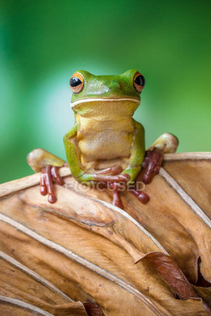 Tree frog on a leaf, Indonesia — Stock Photo