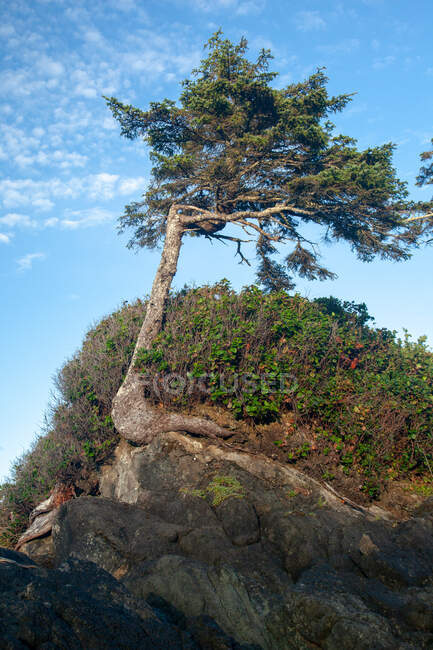 Albero spazzato dal vento su una roccia, Canada — Foto stock