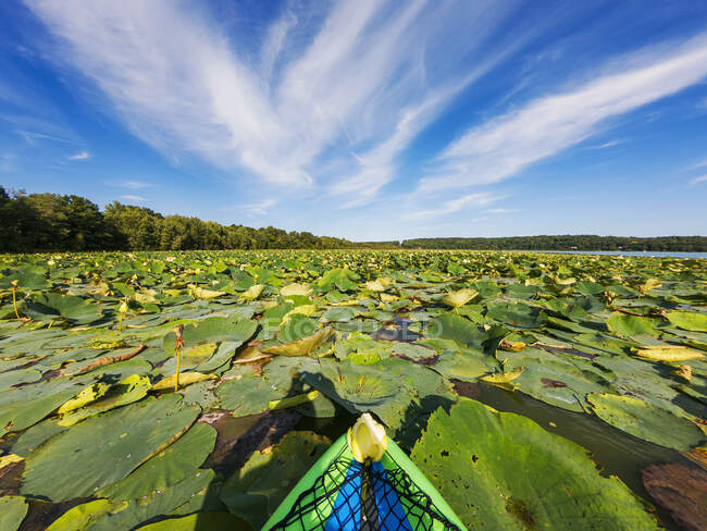Передняя часть каяка в озере, заполненном водяными лилиями, США — стоковое фото