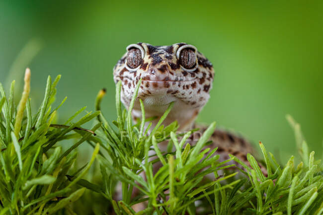 Retrato de um gecko sentado em uma planta, Indonésia — Fotografia de Stock