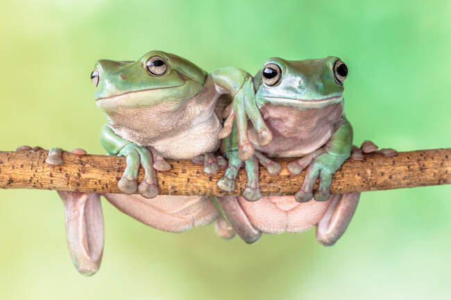 Dos ranas de árbol en una rama, Indonesia - foto de stock