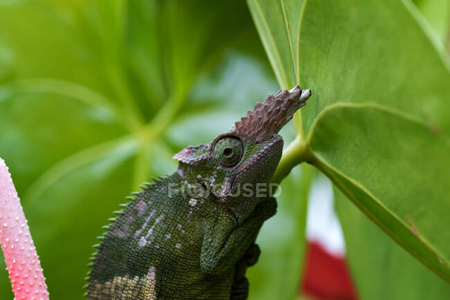 Close-up of a fischer chameleon on  leaf, Indonesia — Stock Photo