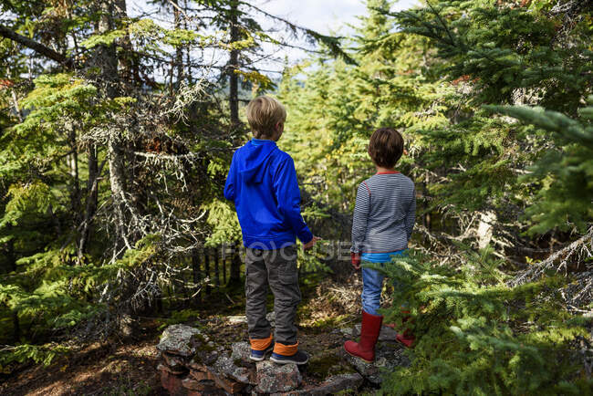 Два мальчика стоят в лесу, озеро верхний провинциальный парк, США — стоковое фото
