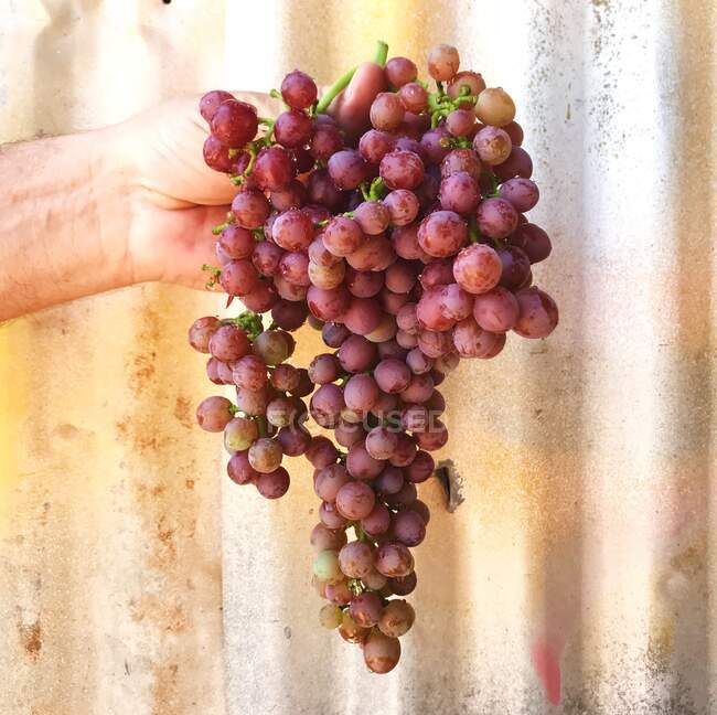 Mão de homem segurando um monte de uvas vermelhas — Fotografia de Stock