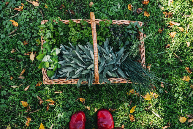 Pés de mulher ao lado de uma cesta cheia de ervas recém-colhidas — Fotografia de Stock