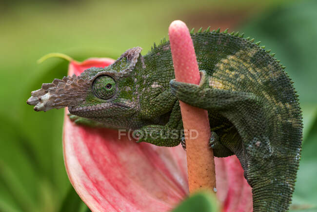 Primer plano de un camaleón fischer en una flor, Indonesia - foto de stock