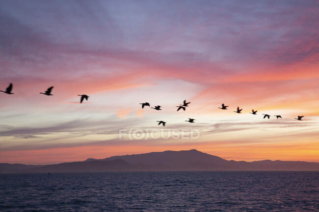 Rebanho de gansos voando sobre o Oceano Pacífico ao pôr do sol, Berkeley, Califórnia, EUA — Fotografia de Stock