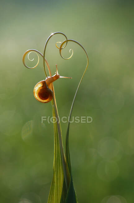 Close-up of a snail on a spiral tendril, Indonesia — Stock Photo