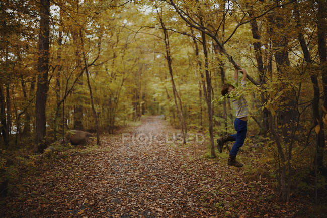 Boy hanging off a tree branch in the forest, United States — Stock Photo