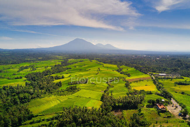 Vista aérea dos campos de arroz tropical na paisagem rural, Mandalika, Lombok, West Nusa Tenggara, Indonésia — Fotografia de Stock