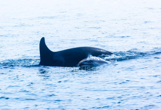 Madre y bebé Orca nadando en el océano, Canadá - foto de stock