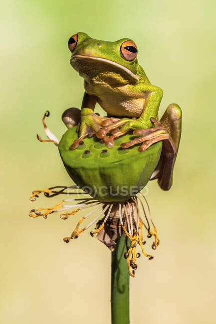 White-lipped tree frog on a lotus flower, Indonesia — Stock Photo