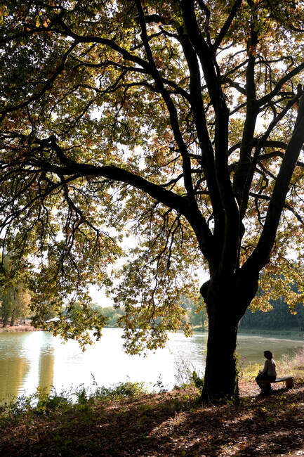 Жінка сидить на лавці під деревом (Франція). — стокове фото