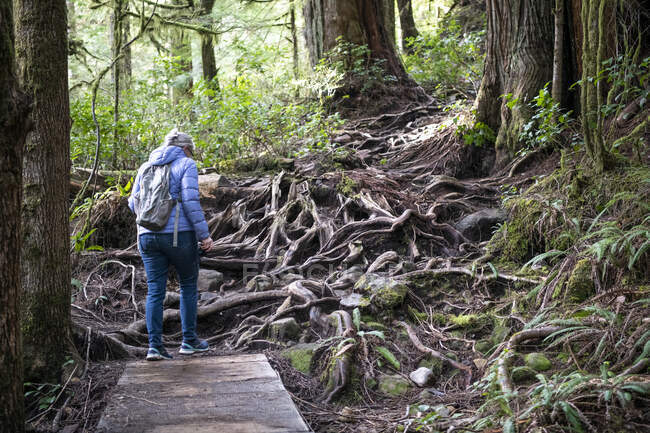 Rear view of a woman hiking in forest, Avatar Grove, Vancouver Island, British Columbia, Canada — Stock Photo