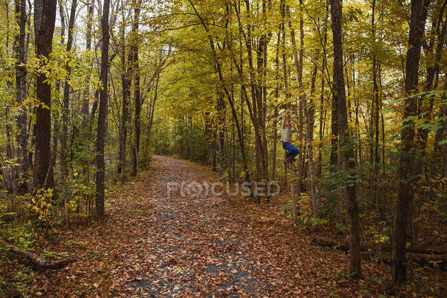 Мальчик взбирается на дерево в лесу, США — стоковое фото