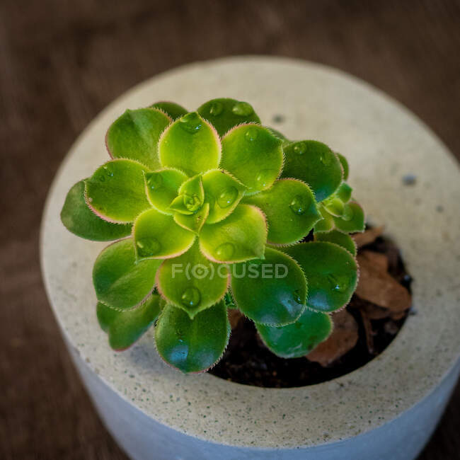Plante succulente dans un vase en béton — Photo de stock