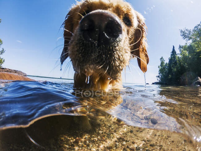 Primer plano de un perro mojado en un lago - foto de stock
