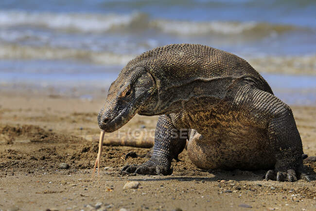 Портрет комодского дракона на пляже, остров Комодо, Восточная Нуса Тенггара, Индонезия — стоковое фото