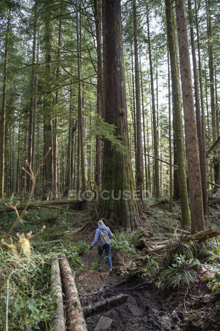 Vue arrière d'une femme en randonnée dans la forêt, Avatar Grove, île de Vancouver, Colombie-Britannique, Canada — Photo de stock
