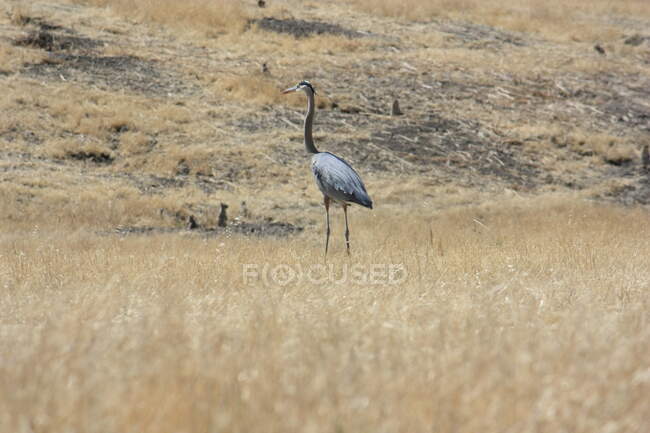 Blue heron standing in grassland among prairie dogs, California, USA — Stock Photo
