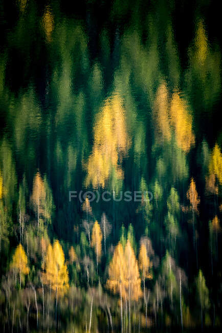 Reflexiones sobre las copas de los árboles en el lago Gosausee cerca de Gosau, Salzkammergut, Austria - foto de stock